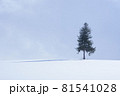 美瑛のクリスマスツリー 81541028