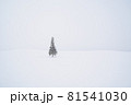 美瑛のクリスマスツリー 81541030