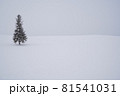 美瑛のクリスマスツリー 81541031