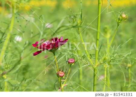 秋桜 コスモス 鮮やか 秋 花畑 美しい グリーン 綺麗 青空 パープル ガーデン 81541331