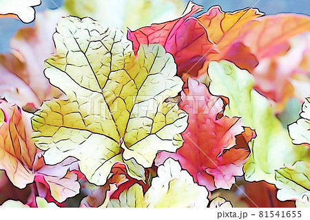 パステル調 ”ヒューケラの葉” イラストイメージ パステル調 ”ヒューケラの葉” イラストイメージ 81541655