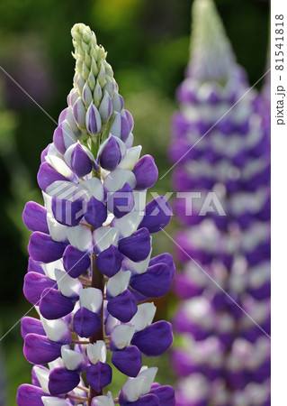 Purple and white lupin flower spikes 81541818