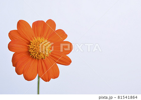 Titania - Stock Photo [81541864] - PIXTA