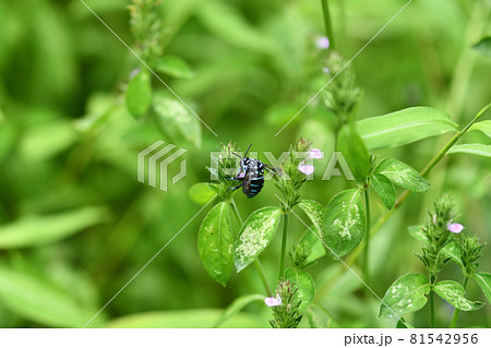 幸せを呼ぶ青い蜂(ブルービー)・ルリモンハナバチ 幸せを呼ぶ青い蜂(ブルービー)・ルリモンハナバチ 81542956