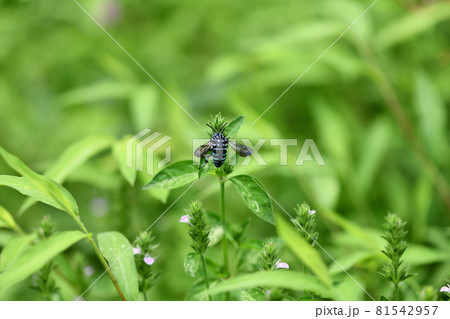 幸せを呼ぶ青い蜂(ブルービー)・ルリモンハナバチ 幸せを呼ぶ青い蜂(ブルービー)・ルリモンハナバチ 81542957