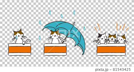 ダンボールの捨て猫・雨の中・子猫 81543425