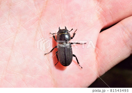 スジクワガタ メス スジクワガタ メス 81543493