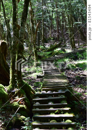山中の遊歩道 81543494