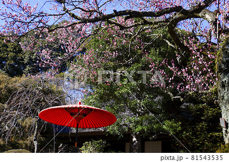 【東京都】梅まつりの京王百草園 【東京都】梅まつりの京王百草園 81543535