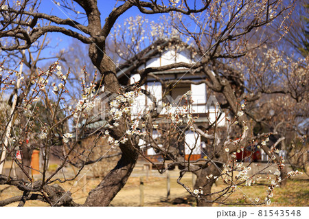 【東京都】梅まつりの府中市郷土の森 【東京都】梅まつりの府中市郷土の森 81543548