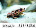 渓流のヒキガエル 81543630