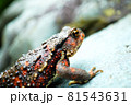 渓流のヒキガエル 81543631