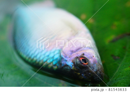 霞ヶ浦のカネヒラ 81543633