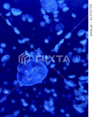 たくさんのミズクラゲが漂う水槽のクローズアップ 81543744