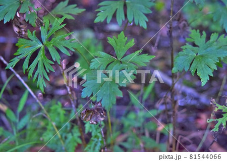 ヤマトリカブト 葉の写真素材