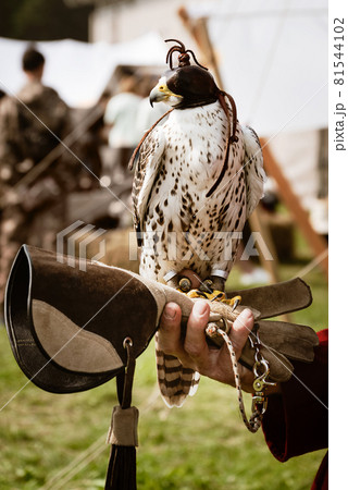Hooded falcon training for falconry sits perched on the trainer's gloved hand Hooded falcon training for falconry sits perched on the trainer's gloved hand 81544102