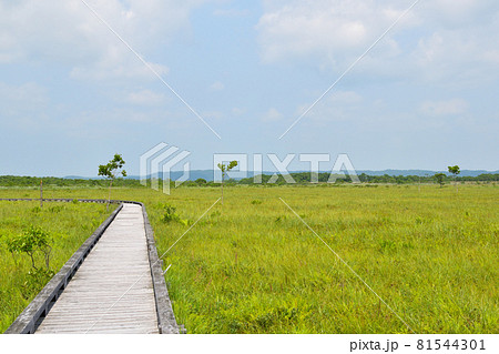 釧路湿原 81544301