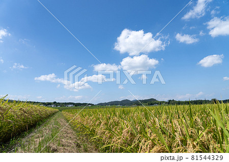 早生種の実りを迎えた日本の八月の田園のイメージ 81544329