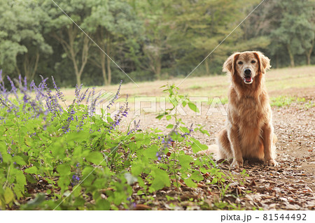 少し歳のとったアメリカンゴールデンレトリーバーとラベンダー 少し歳のとったアメリカンゴールデンレトリーバーとラベンダー 81544492