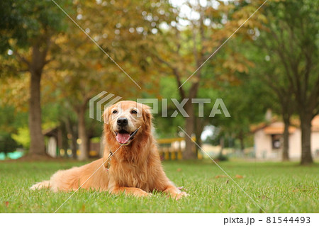 芝生の上でふせをする、少し歳のとったアメリカンゴールデンレトリーバー 81544493
