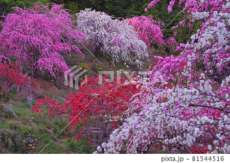 枝垂花桃 枝垂花桃 81544516