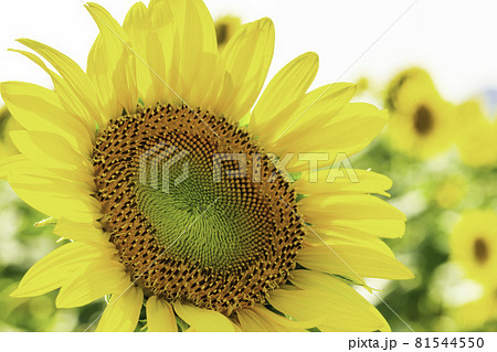 笠岡ベイファーム　ひまわり　岡山県笠岡市 81544550