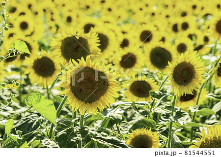 笠岡ベイファーム ひまわり 岡山県笠岡市 笠岡ベイファーム ひまわり 岡山県笠岡市 81544551