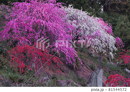 枝垂花桃 81544572