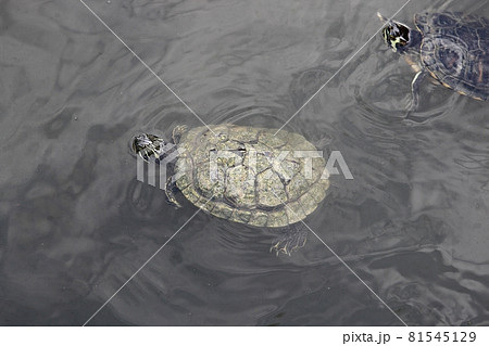 爬虫類 動物 甲殻 81545129