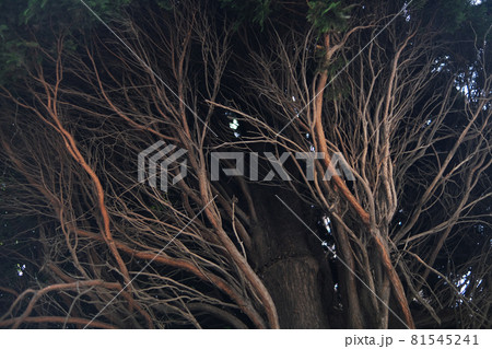The bare branches of the tree are woven. Densely growing branches. the tree of life. Roots. The bare branches of the tree are woven. Densely growing branches. the tree of life. Roots. 81545241