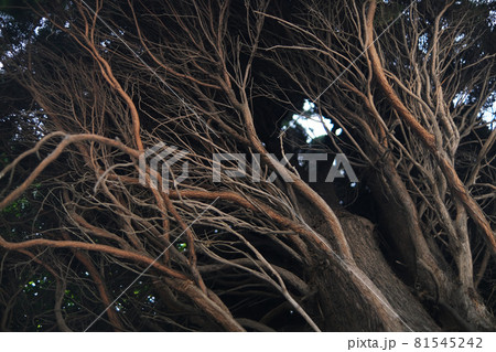 The bare branches of the tree are woven. Densely growing branches. the tree of life. Roots. The bare branches of the tree are woven. Densely growing branches. the tree of life. Roots. 81545242