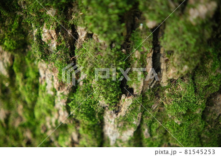 green moss on a tree bark Close-up texture 81545253