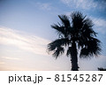 夕焼けとヤシの木のシルエット 81545287