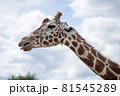 青空とキリン 81545289