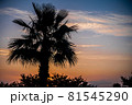 夕焼けマジックアワーのヤシの木のシルエット 81545290