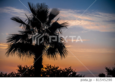 夕焼けマジックアワーのヤシの木のシルエット 夕焼けマジックアワーのヤシの木のシルエット 81545290