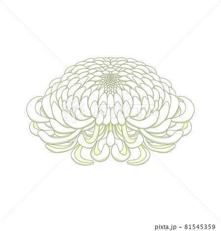 白色の菊の花のイラスト素材