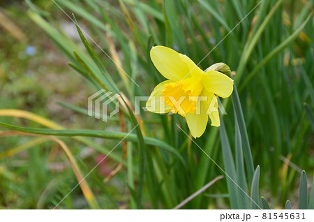 水仙の花 一輪（奈良県桜井市金屋） 81545631