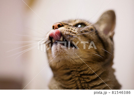 ペロリと舌を出すかわいい猫 ペロリと舌を出すかわいい猫 81546386