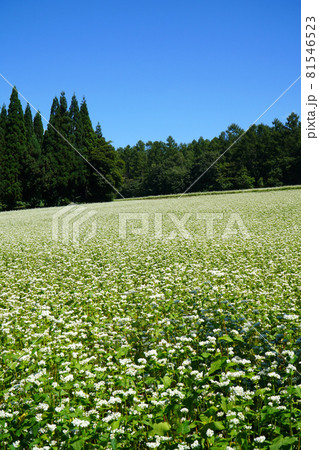 戸隠高原のそば畑 81546523