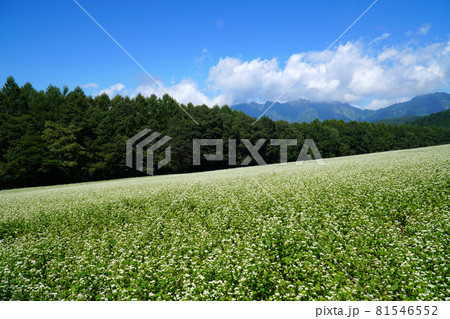 戸隠高原のそば畑 81546552