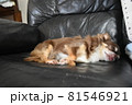 ソファーで寝るチワワ 81546921
