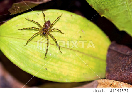 Tropical Spider, Corcovado National Park, Costa Rica 81547377
