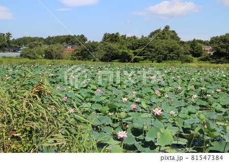 宮城県栗原市瀬峰 蓮 蓮の花 宮城県栗原市瀬峰 蓮 蓮の花 81547384