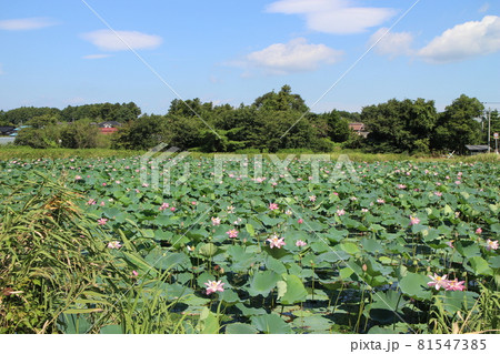 宮城県栗原市瀬峰 蓮 蓮の花 宮城県栗原市瀬峰 蓮 蓮の花 81547385