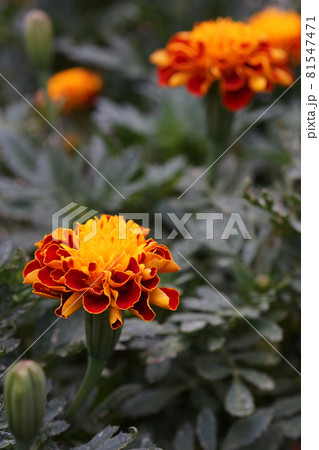 夏の日に咲くマリーゴールド 81547471