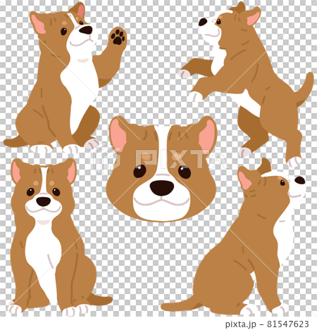 簡單可愛的美國比特鬥牛犬插圖集,沒有主線 簡單可愛的美國比特鬥牛犬插圖集,沒有主線 81547623