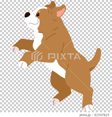 一隻簡單可愛的美國比特鬥牛犬的插圖,它在沒有主線的情況下跳躍 一隻簡單可愛的美國比特鬥牛犬的插圖,它在沒有主線的情況下跳躍 81547625