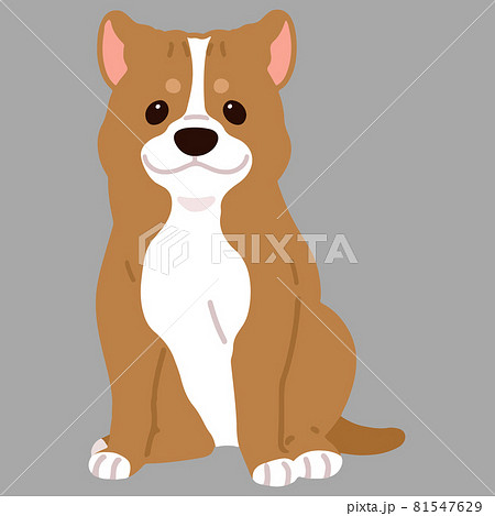 正面を向いてお座りするシンプルで可愛いアメリカンピットブルテリアのイラスト 主線なしのイラスト素材