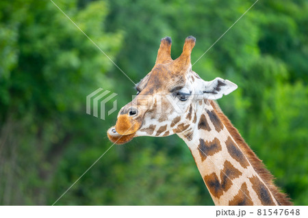 Cute giraffe portrait. Zoom close up photography. 81547648